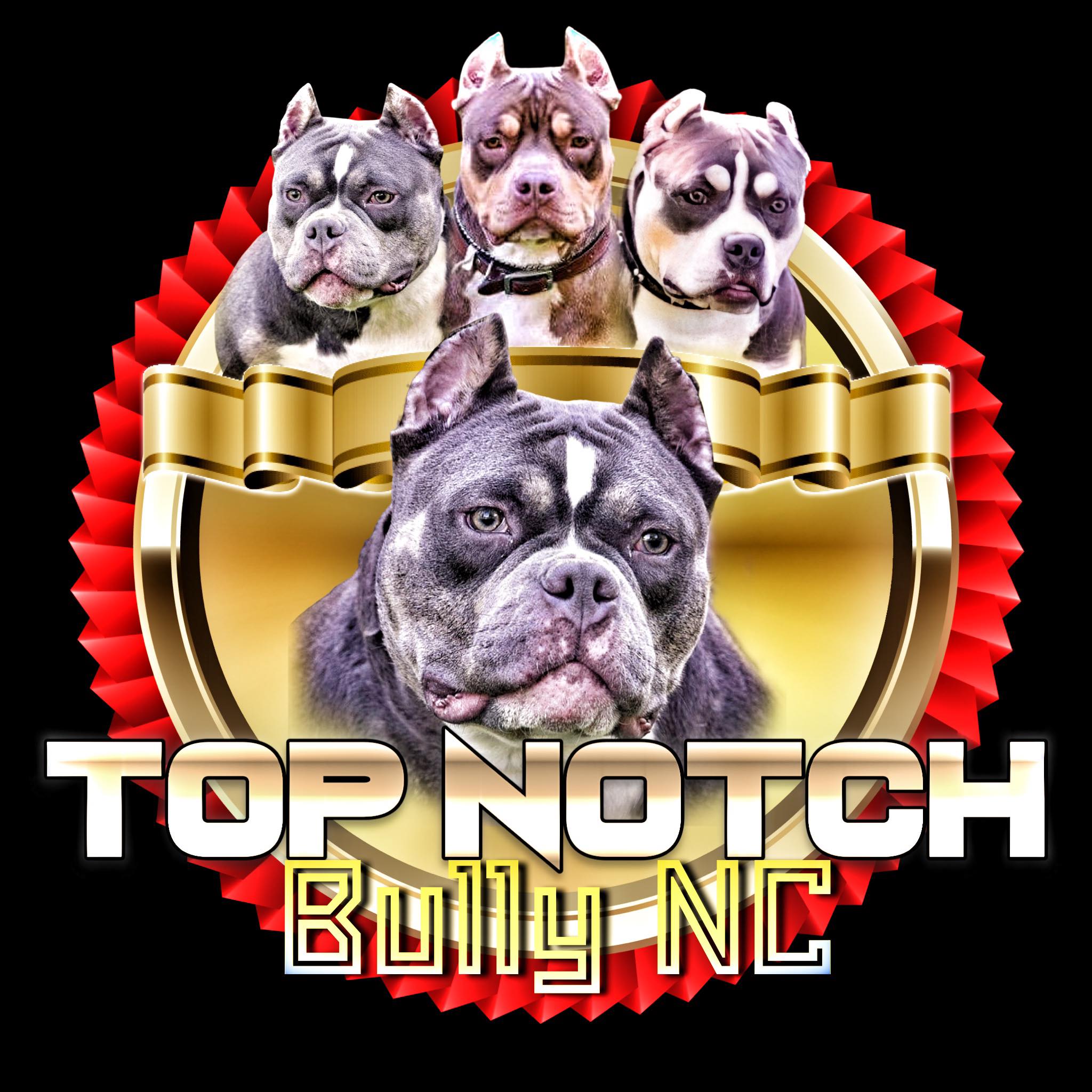 Top dog bullies on sale kennels