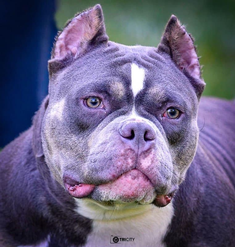 Purple best sale american bully